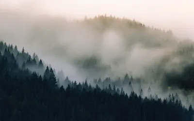 сумерки на поле, покрытом цветущими люпинами в начале летнего сезона с  туманным солнцем и деревьями на заднем плане утром Стоковое Изображение -  изображение насчитывающей ландшафт, лепесток: 221505155