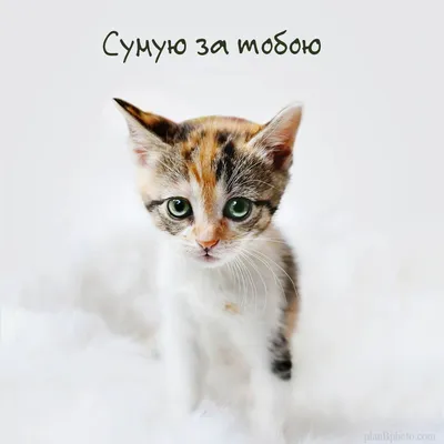 Сумую за тобою | Cute cat, Cats, Animals