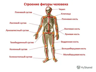 Компьютерная томография суставов в Краснодаре — УРО-ПРО