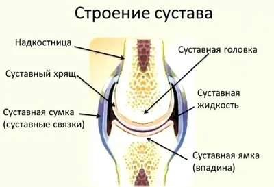 Стенд по анатомии человека \"Тазобедренный и коленный суставы\"