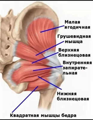 Строение коленного сустава