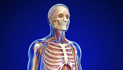 строение суставов человека презентация | Презентации Анатомия | Docsity