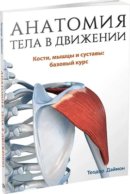 Анатомия : Коленный сустав. | Анатомия, Биология, Уроки биологии