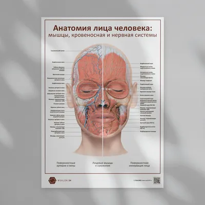 Анатомия человека - Центр \"Архэ\"