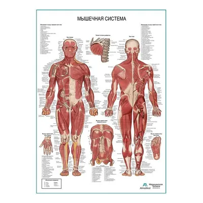 Анатомия человека. Подготовка и выполнение работ по предмету
