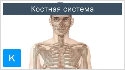Таз (анатомия) — Википедия