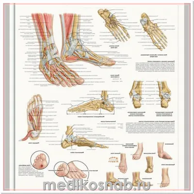 Книга Анатомия тела в движении. Кости, мышцы и суставы: базовый курс.  Учебник – купить в Москве, цены в интернет-магазинах на Мегамаркет