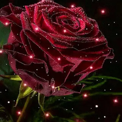 Белые розы картинки красивые сверкающие - 76 фото