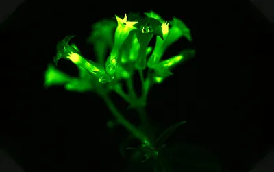 Созданы стабильно светящиеся в темноте растения - Индикатор
