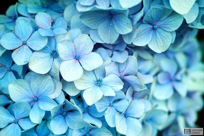 Обои флизелиновые Decoprint Elisir EL21030 листья ветки светло бирюзовые  голубые серые на голубом фоне (ID#1068493855), цена: 764.42 ₴, купить на  Prom.ua