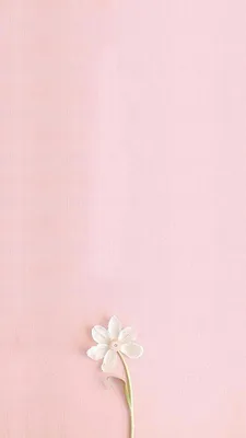 красивые абстрактные светло-розовые перья на белом фоне белая рамка пера на  розовом узоре текстуры и розовый фон любовь Стоковое Изображение -  изображение насчитывающей украшение, конструкция: 223313951