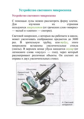 Устройство светового микроскопа - Устройство светового микроскопа  Устройство светового микроскопа С - Studocu