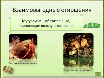 Презентация по географии на тему:\"Растительный и животный мир Земли\" 7 класс