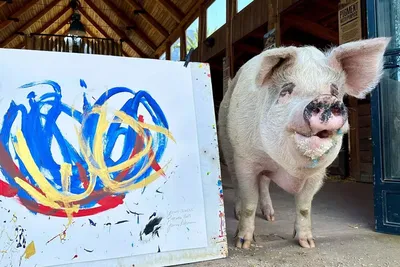 милый поросенок Иллюстрация эскиза карандаша свиньи Иллюстрация штока -  иллюстрации насчитывающей свинья, шарж: 115697598