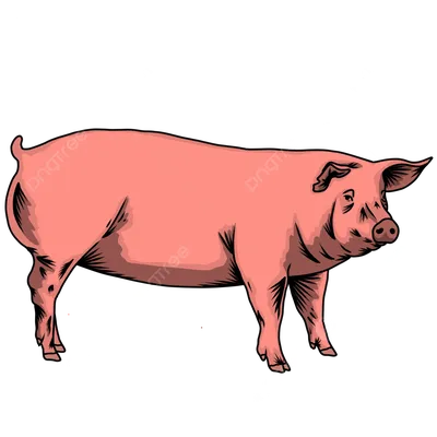 Векторный рисунок. Чёрный силуэт выглядывающей свиньи Stock Vector | Adobe  Stock