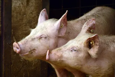 Свиньи всё же летают: их жир используется для альтернативного топлива |  Euronews
