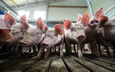 Британские ученые: свиньи бывают пессимистами и оптимистами - BBC News  Русская служба