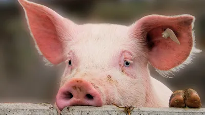 Картинки на тему #свиньи - в Шедевруме