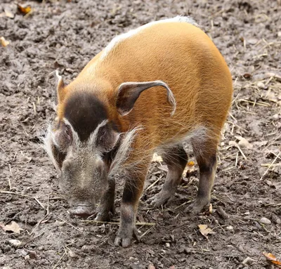 Поражения кожных покровов у свиней и как с ними бороться. | Ветеринарные  препараты оптом