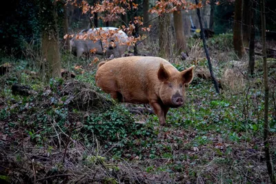 На ферме в Марий Эл задохнулись около 1,5 тысячи свиней - РИА Новости,  03.02.2023