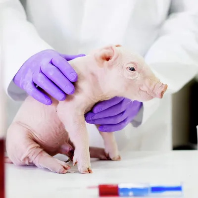 Хозяина свиньи-убийцы будут лечить принудительно | 19.05.2023 | Новости  Усолье-Сибирского - БезФормата