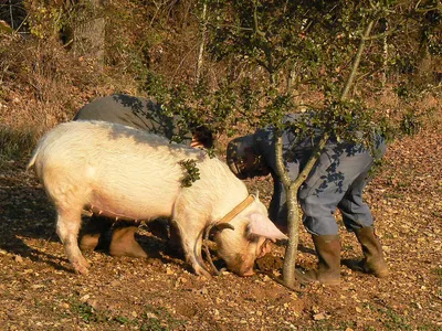 Ученые США «очеловечили» свиней, чтобы испытывать на них новые лекарства |  ИА Красная Весна