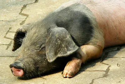Свинья Свиньи Поросенок Породы - Бесплатное фото на Pixabay - Pixabay