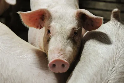 Эстонский фермер обвинил украинского беженца в похищении свиньи за миллион  евро - Газета.Ru | Новости