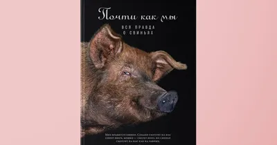 Большой Внутренний Вид Профиля Свиньи — стоковые фотографии и другие  картинки Свинья - Копытное животное - Свинья - Копытное животное, Съёмка  сбоку, Ферма - iStock