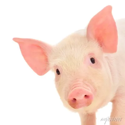 Свинья на пляже | Пикабу