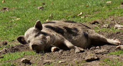 Свинья лежит в грязи и греется на солнце Stock Photo | Adobe Stock