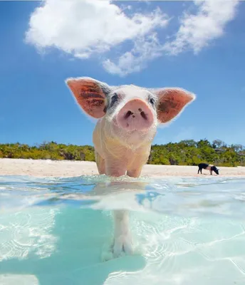 Фото: загорать и поиграть со свиньями на пляже в Мексике