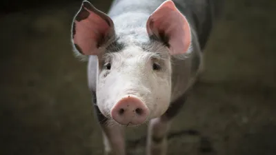 Свинья находится на белом фоне со словом «свинья». | Премиум Фото