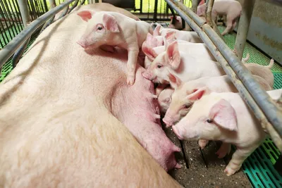 На ферме в Вырумаа обнаружена африканская чума свиней