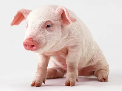 Магнитный пазл 27x18см.\"Свинья, клетка для свиней, домашняя свинья\" на  холодильник - купить с доставкой по выгодным ценам в интернет-магазине OZON  (452717588)