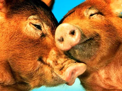 Раскраска животные свинья. Свинья на лужайке с кустарником