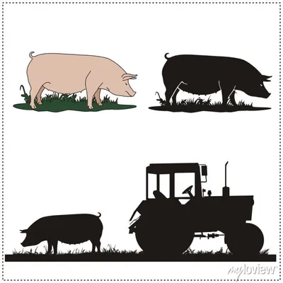 Свинья на мясо, цена 20000 руб. купить в Полетаево
