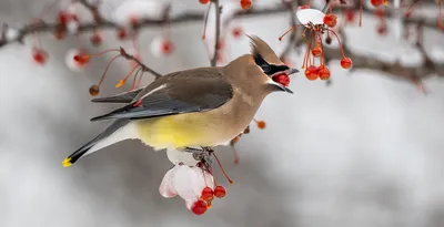 Свиристель - eBird