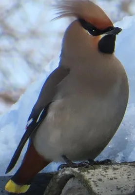 Свиристель (Bombycilla garrulus) | 24.01.2023 | Переславль-Залесский -  БезФормата