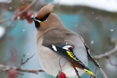 Прилетели свиристели - ANIMAL PHOTO