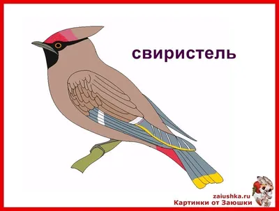 Свиристель птица с хохолком зимой …» — создано в Шедевруме