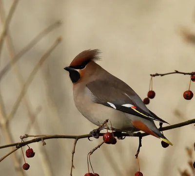 Waxwing - a bird with a crest. - YouTube