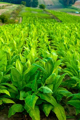 Как вырастить табак для курения на огороде: гид для новичков | myDecor