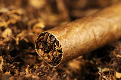 Люди могли употреблять табак более 12 тыс. лет назад – K-News
