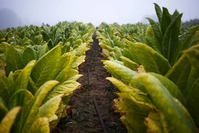 Фиговый лист: почему так сложно растить табак | Фотогалереи | Известия