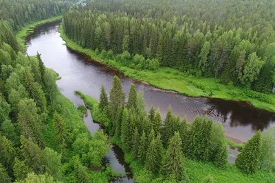 Река в тайге на севере России. Природа тайги в горной местности Стоковое  Изображение - изображение насчитывающей русско, река: 198517433