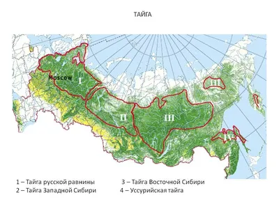 Территория тайги - экопродукты из Сибири