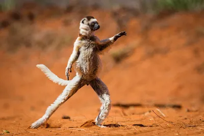 Танцующие животные ❘ фото | Екабу.ру - развлекательный портал