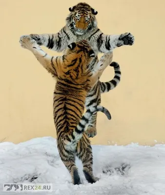 Милые Счастливые Танцующие Прыгающие Животные Для Детей — стоковая  векторная графика и другие изображения на тему Акварельная живопись - iStock