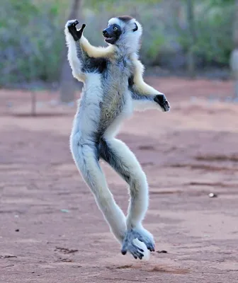 танцующие животные коала енот на дне рождения Иллюстрация вектора -  иллюстрации насчитывающей битник, дети: 239981398